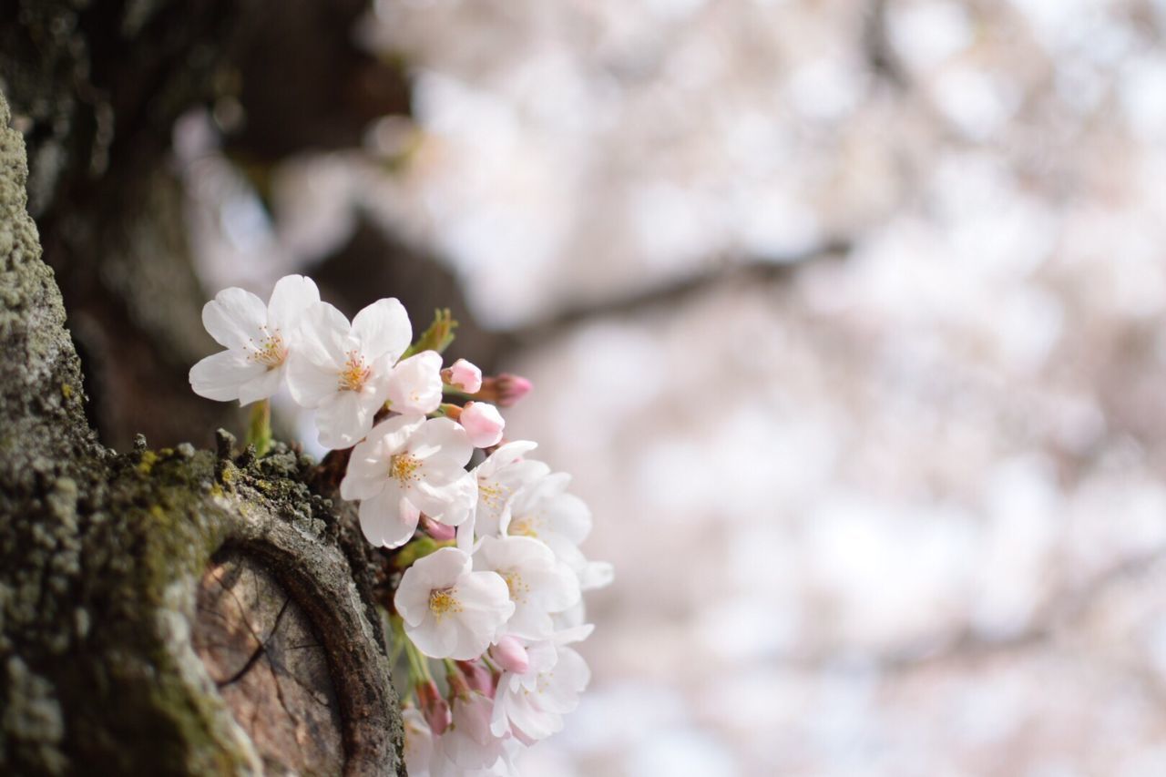 Close-up of white flowers