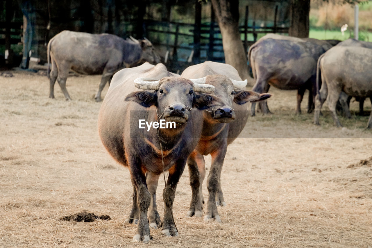 Thai buffalo portrait,closeup portrait of cape buffalo head and eye,buffalo