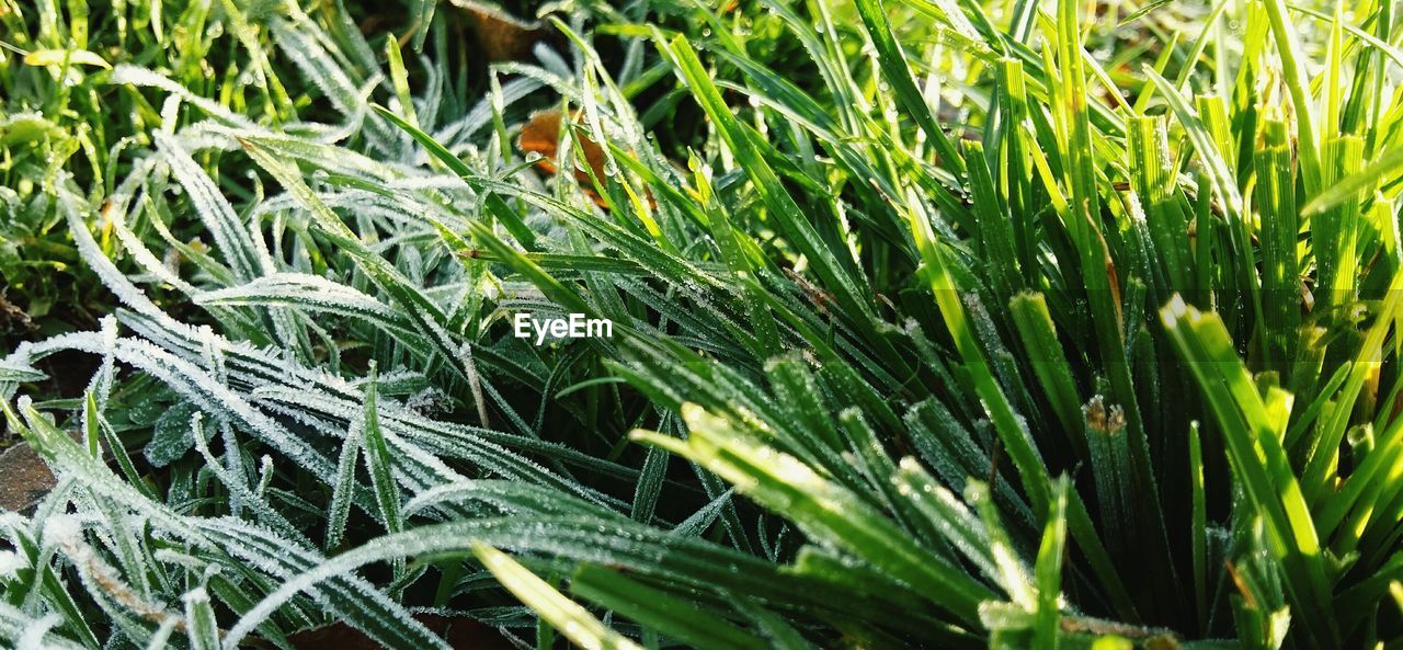 Frozen grass on field during winter