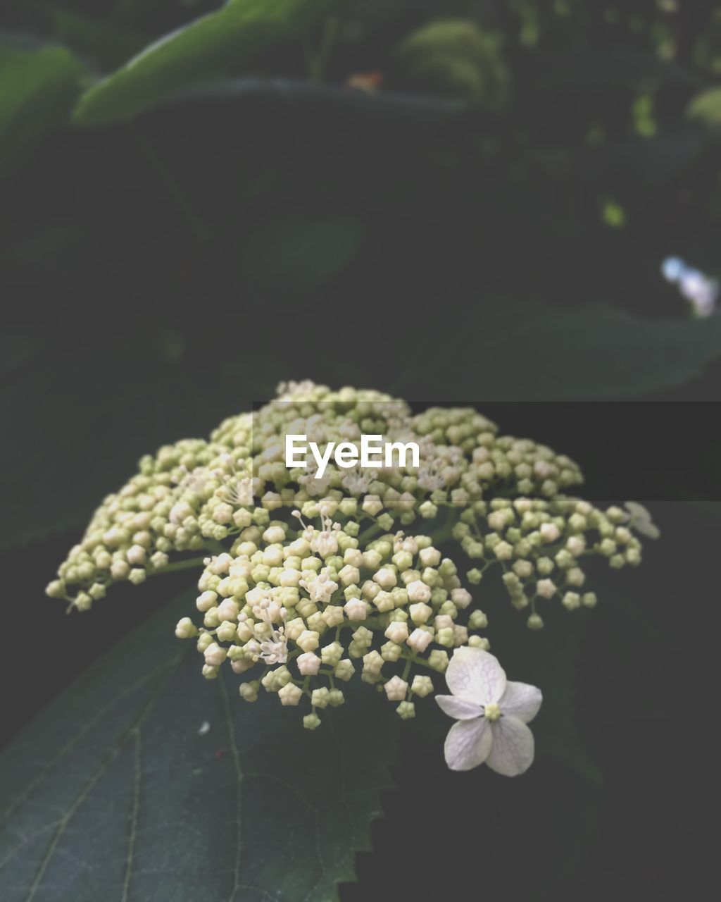 CLOSE-UP OF FLOWERS BLOOMING