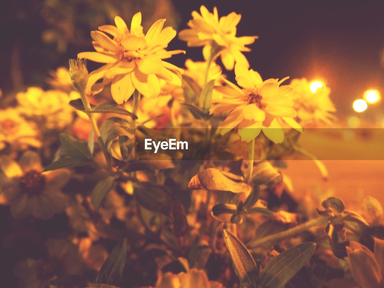 Close-up of yellow flowering plant on field