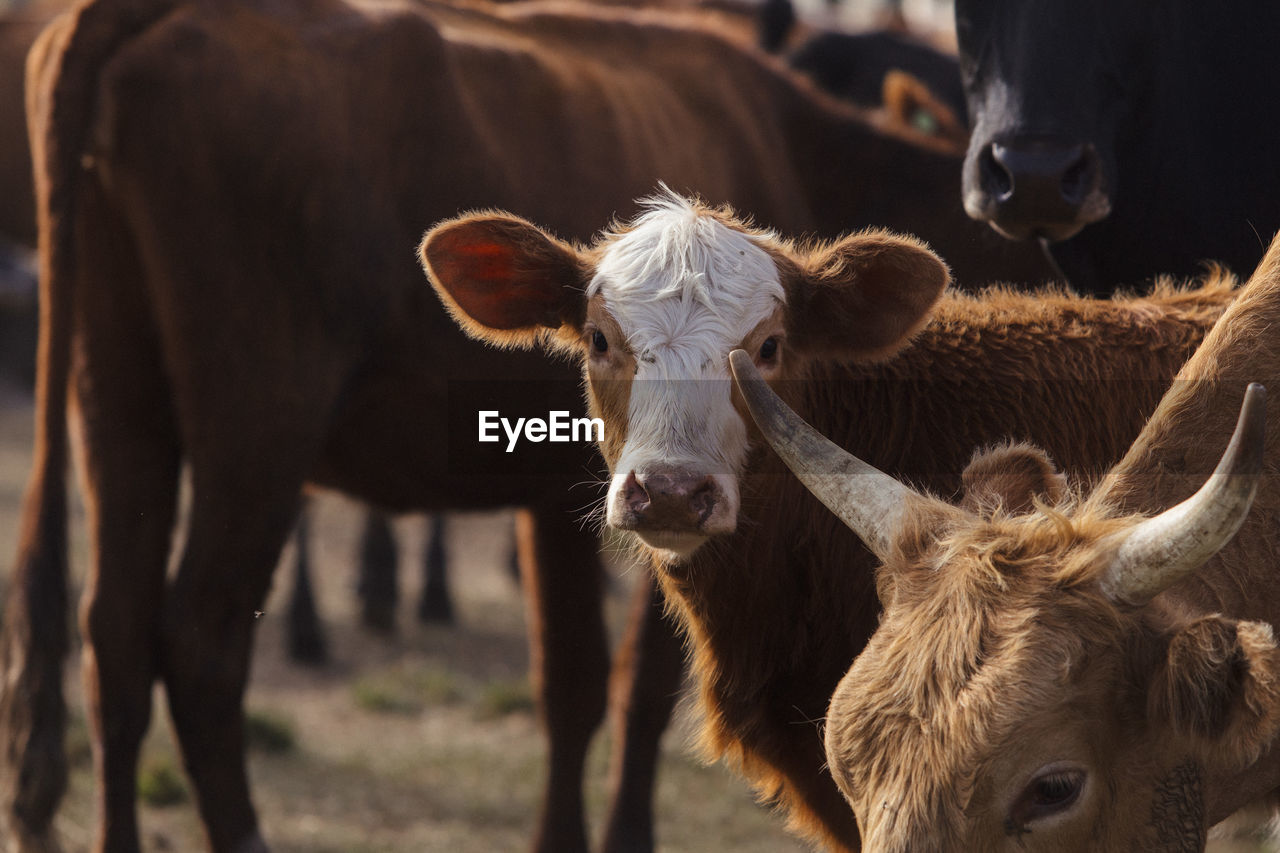 PORTRAIT OF COW IN THE FIELD