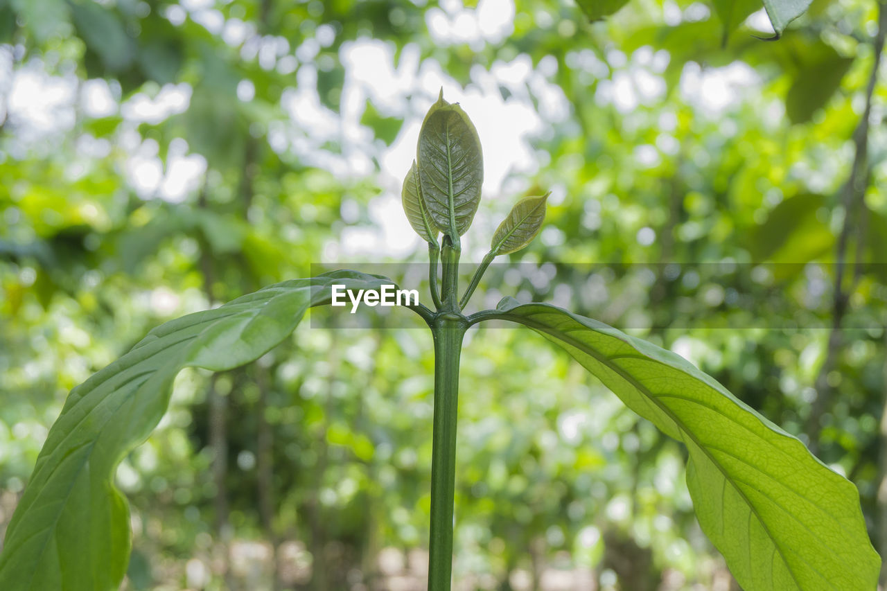 CLOSE-UP OF GREEN LEAVES ON TREE