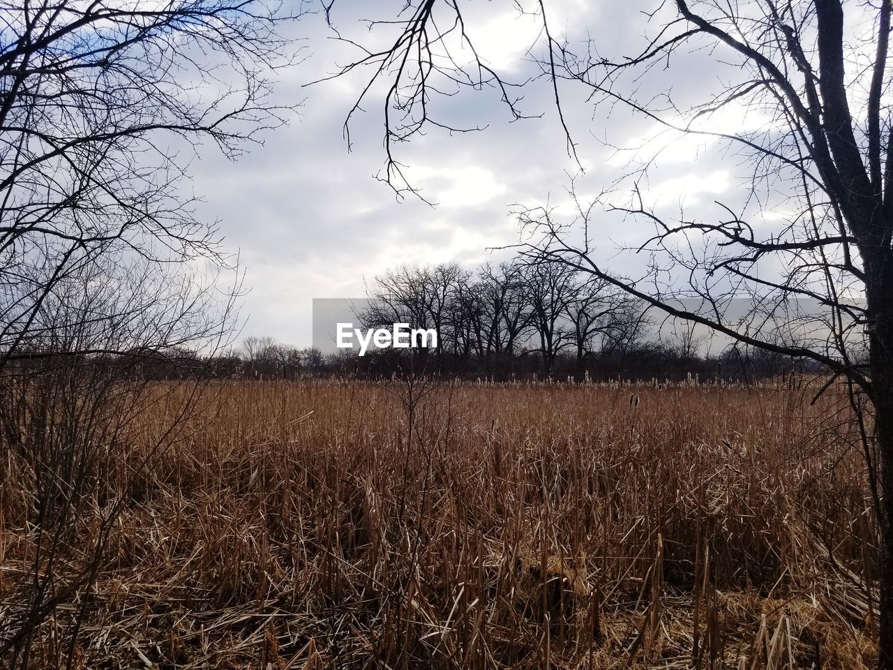 VIEW OF BARE TREES ON FIELD