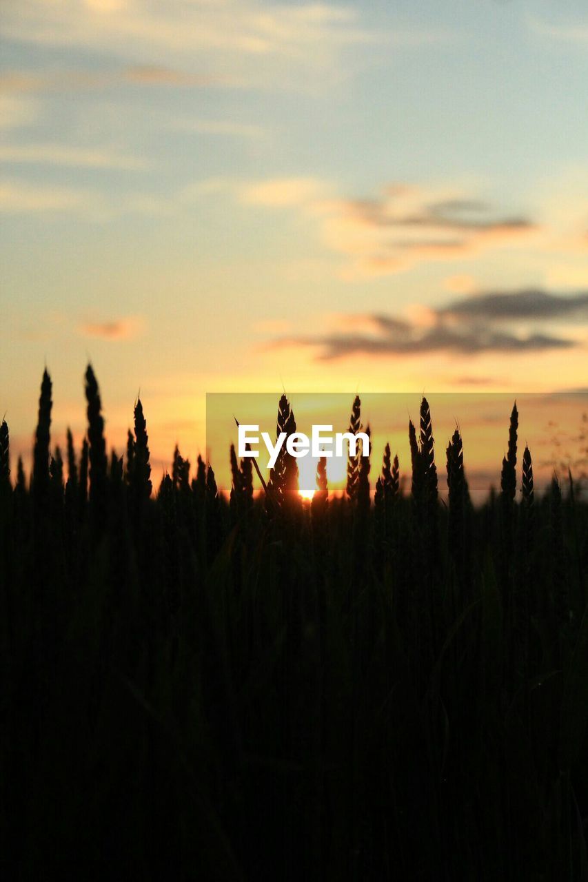 Idyllic view of silhouette plants during sunset