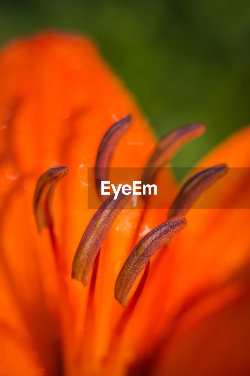 CLOSE-UP OF ORANGE FLOWER ON PETAL