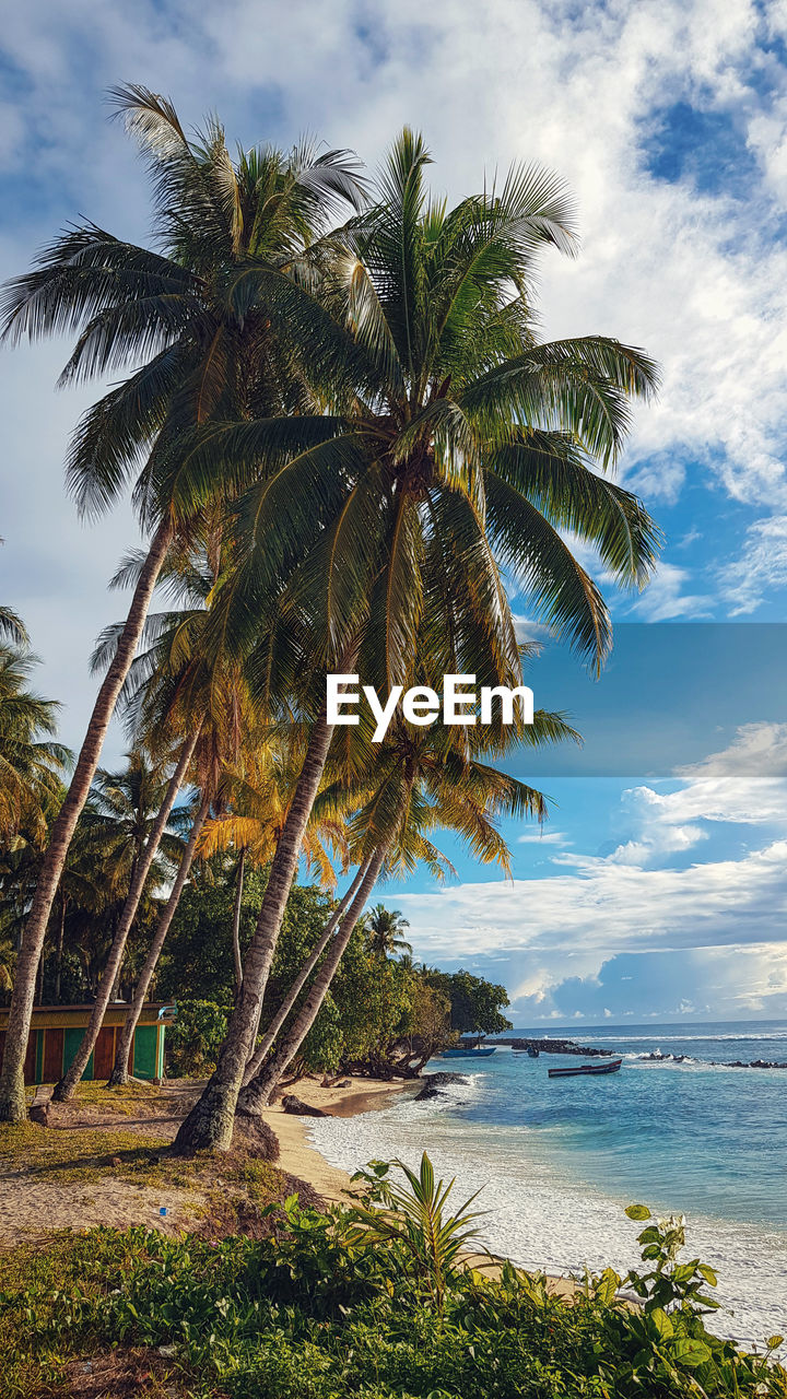 PALM TREES BY SEA AGAINST SKY