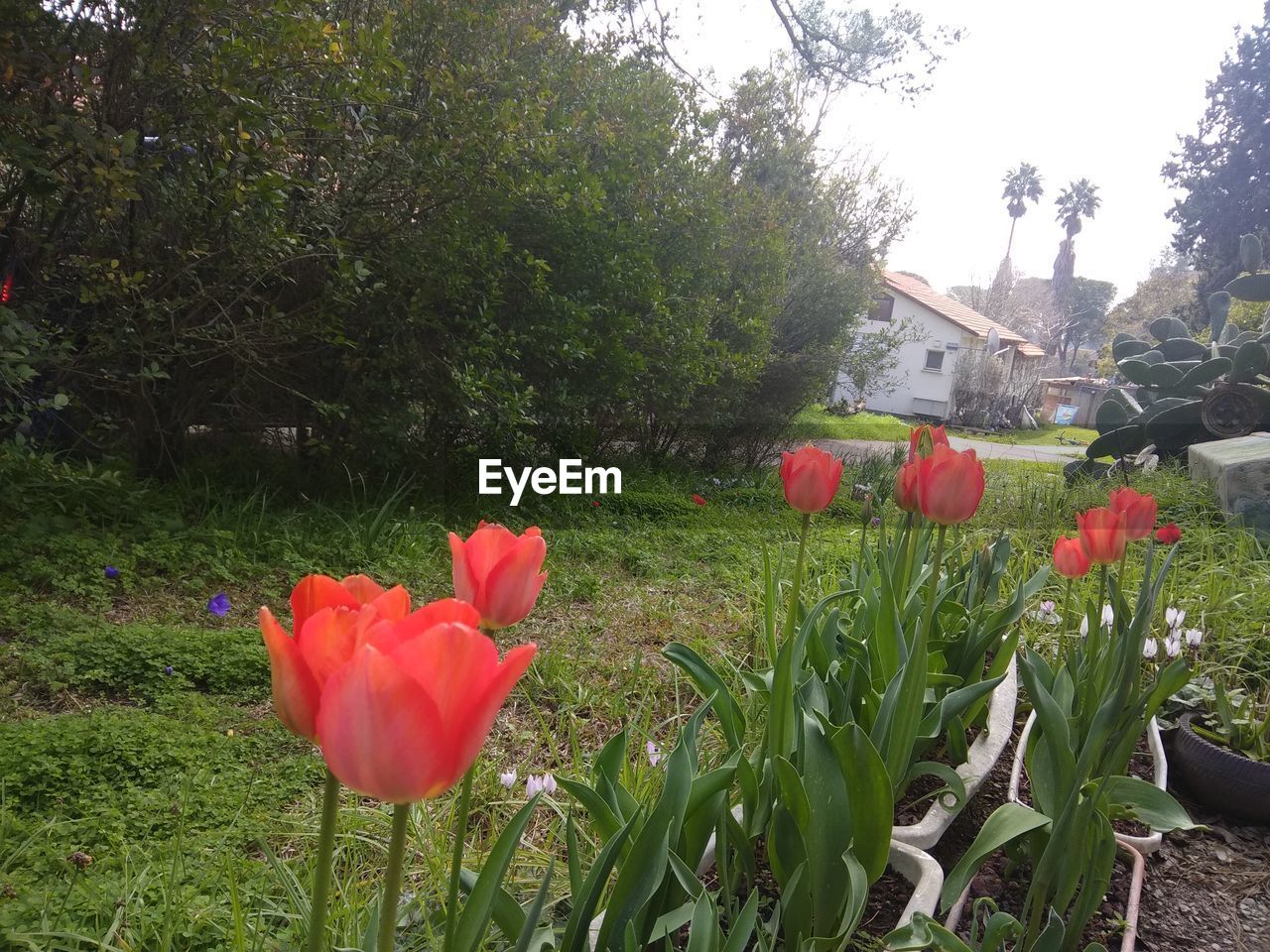 CLOSE-UP OF RED TULIPS IN FIELD