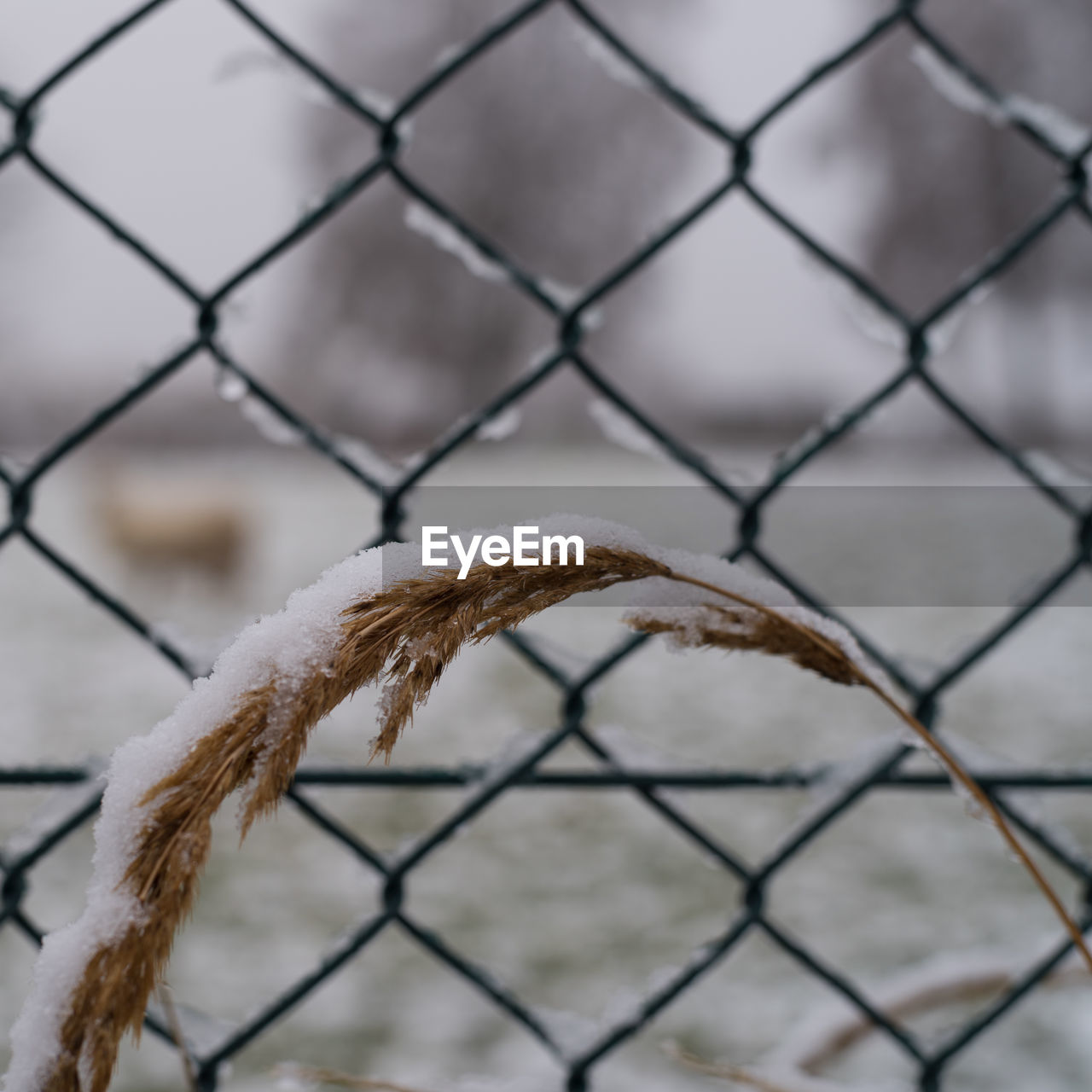 Close-up of chainlink fence against sky