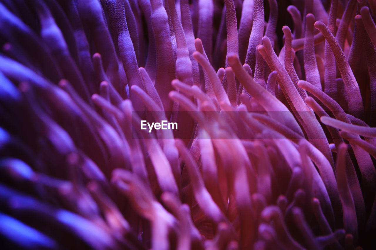 CLOSE-UP OF WATER DROPS ON PINK CORAL