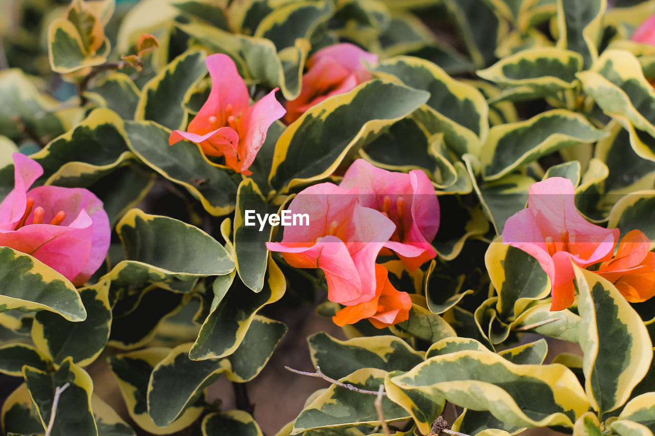 Close-up of pink flowering plants