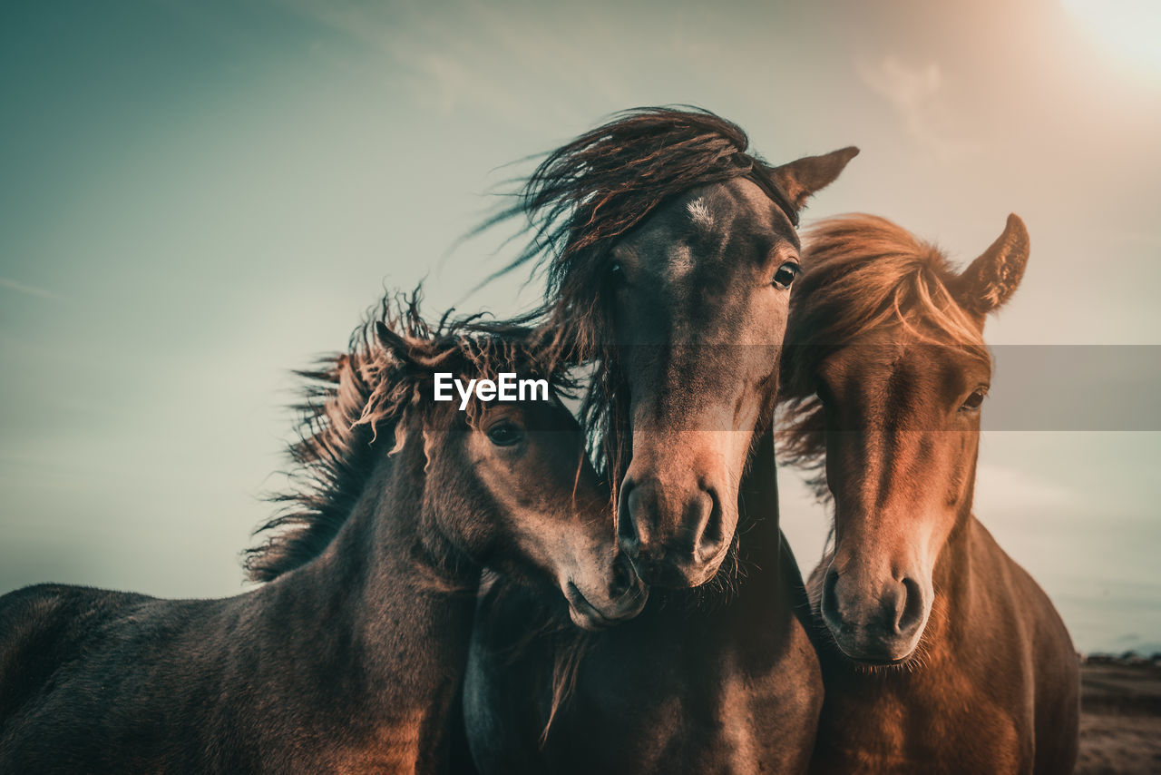 Portrait of horses standing against sky during sunset
