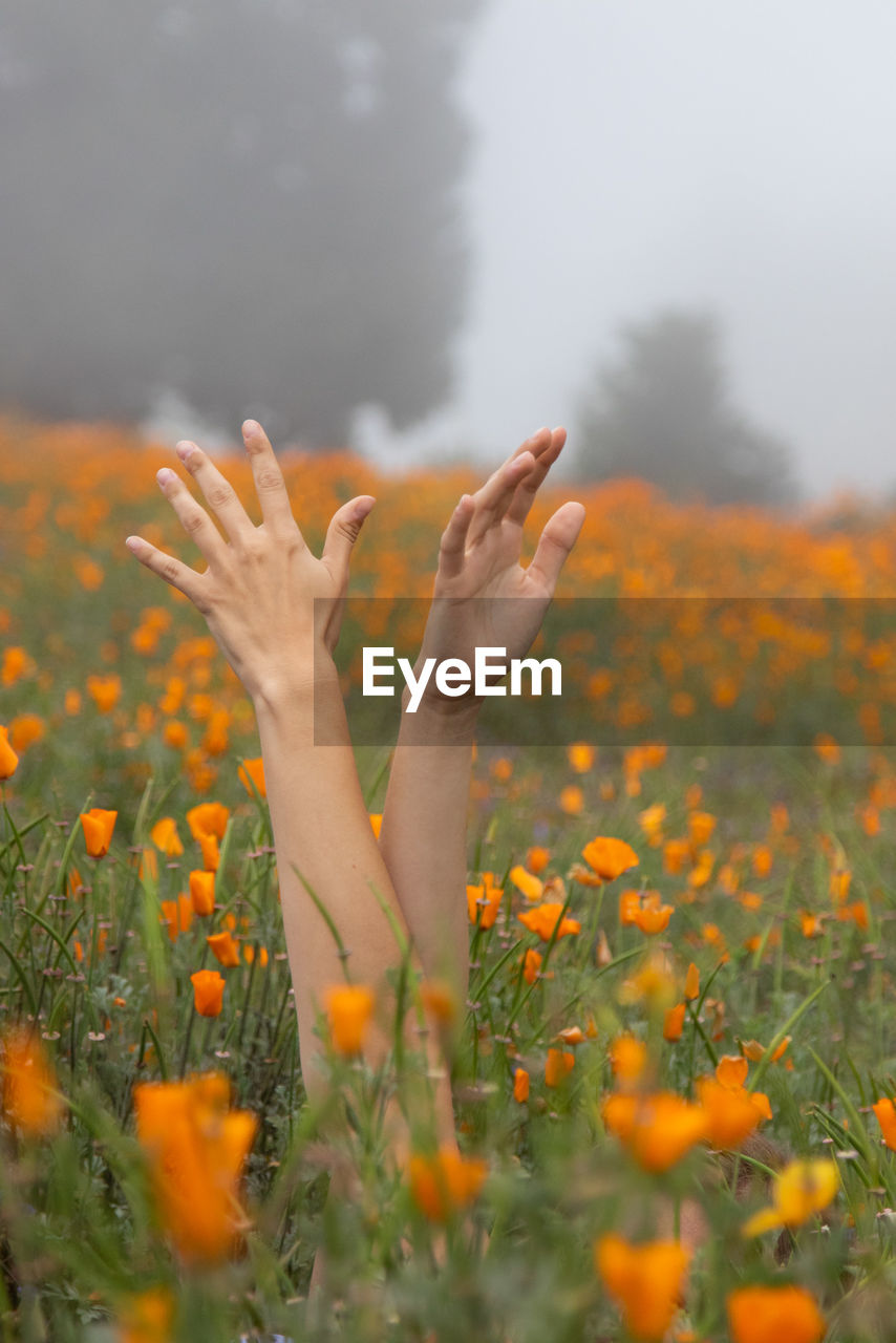 Cropped hands of woman amidst flowering plants