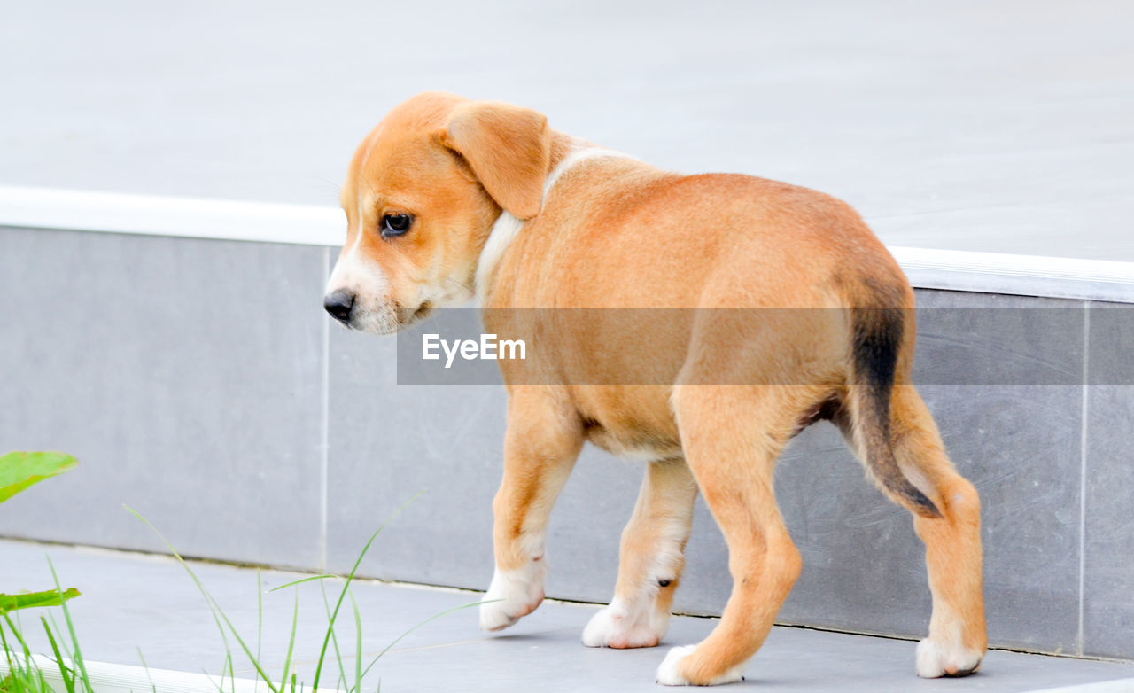 DOG SITTING AGAINST WALL