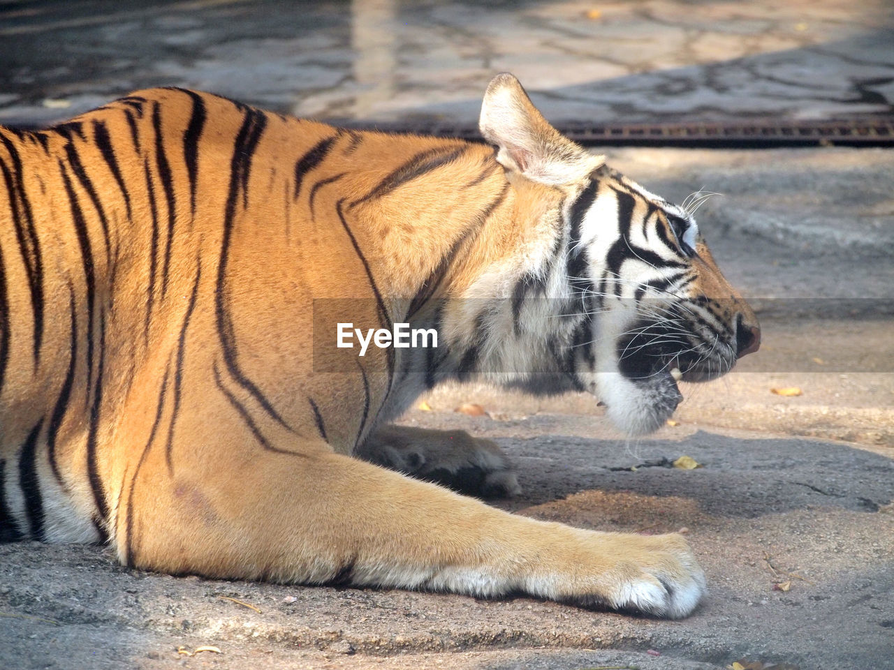 CLOSE-UP OF A CAT LYING