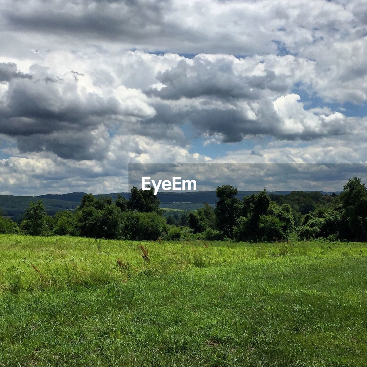 TREES ON FIELD AGAINST SKY
