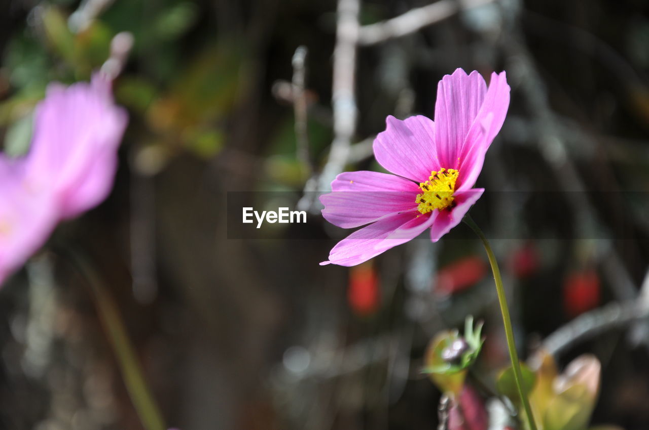 Close-up of pink flower blooming outdoors