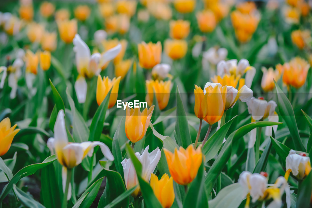 Close-up of yellow tulips blooming on field