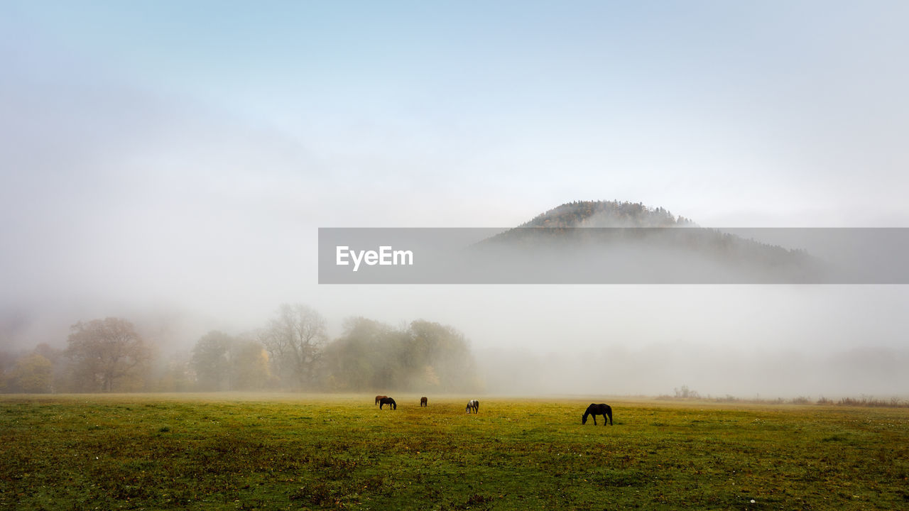 Herd of horses in a thick fog in the autumn in the feald