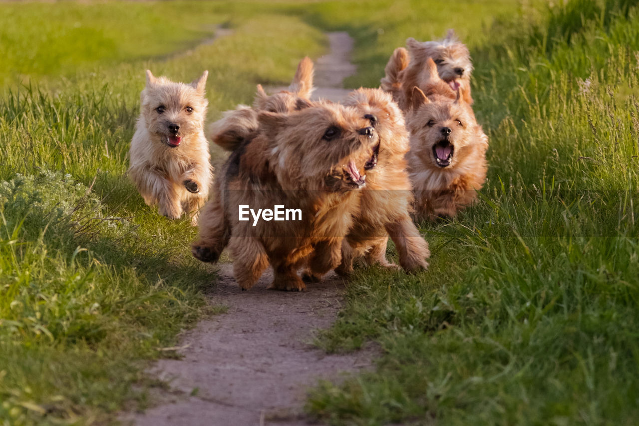 Dogs breed norwich terrier on the walk in the field