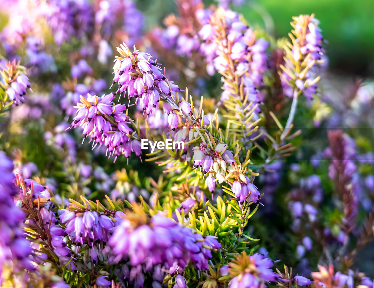 Close-up of purple flowering plants on field