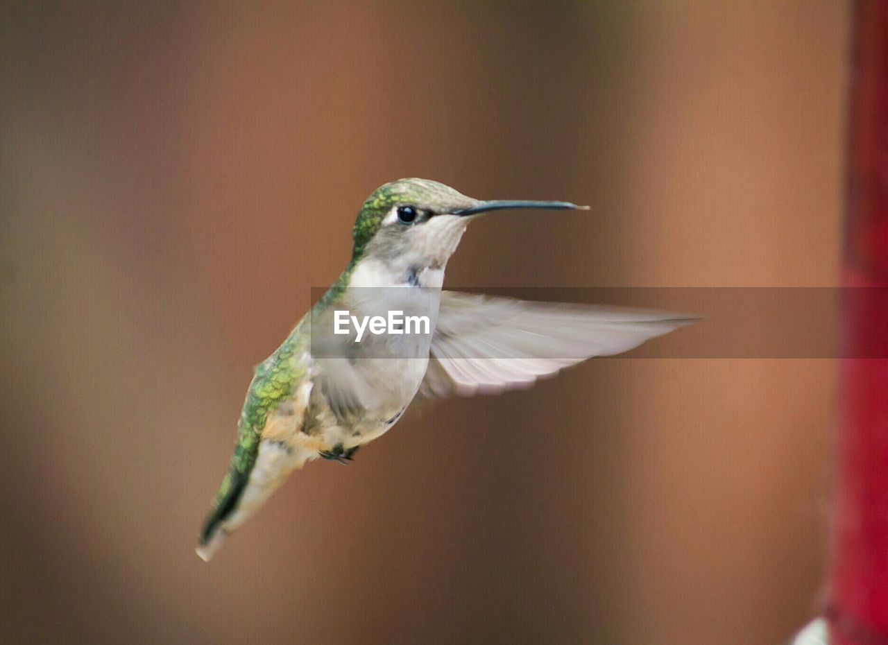 Close-up of hummingbird