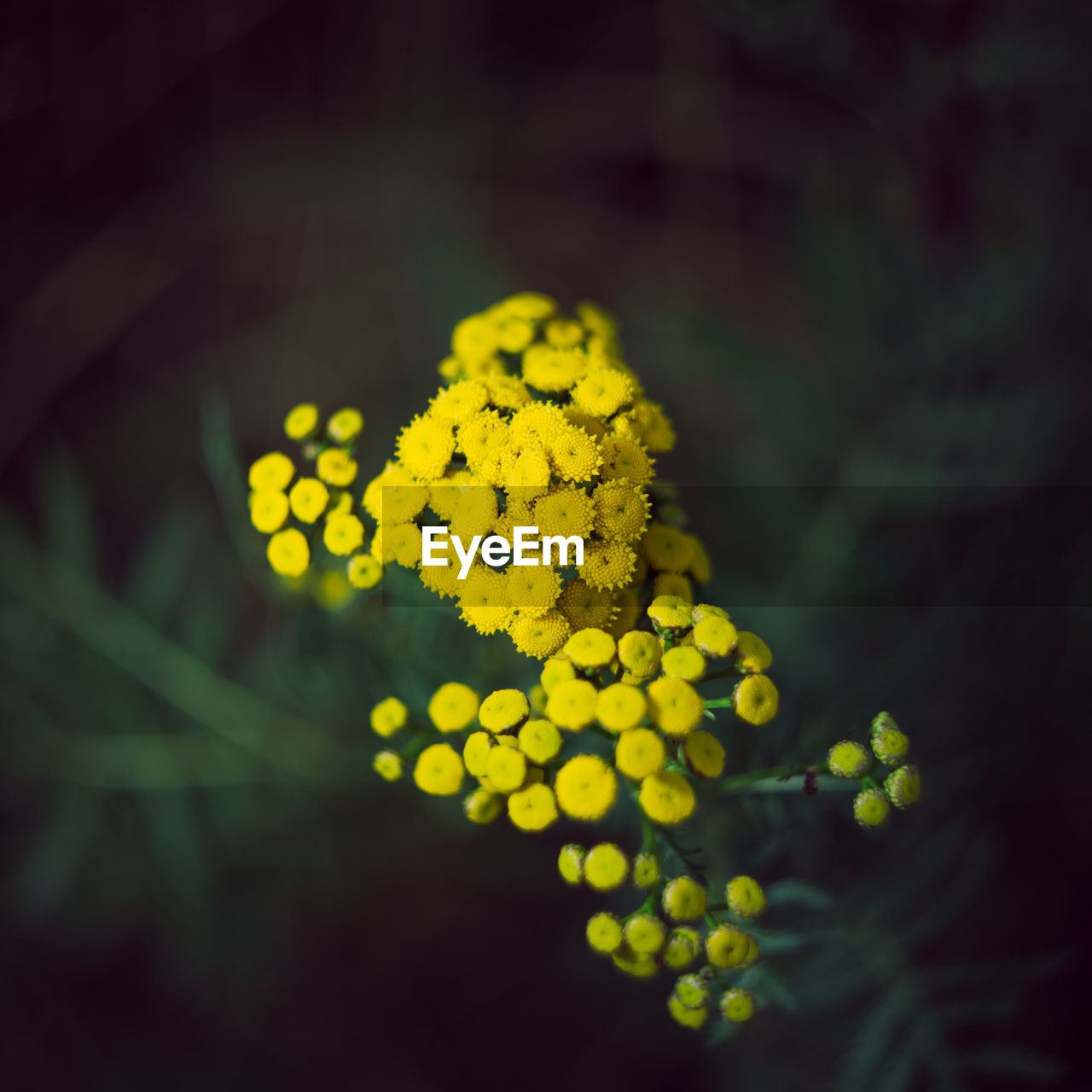 Close-up of yellow flowering plant