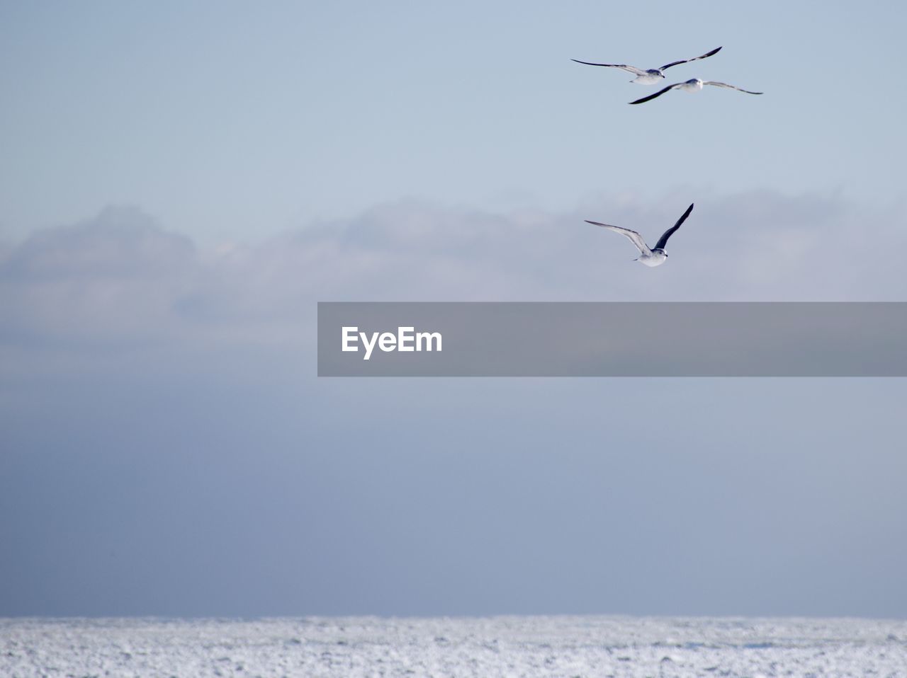 SEAGULL FLYING OVER SEA