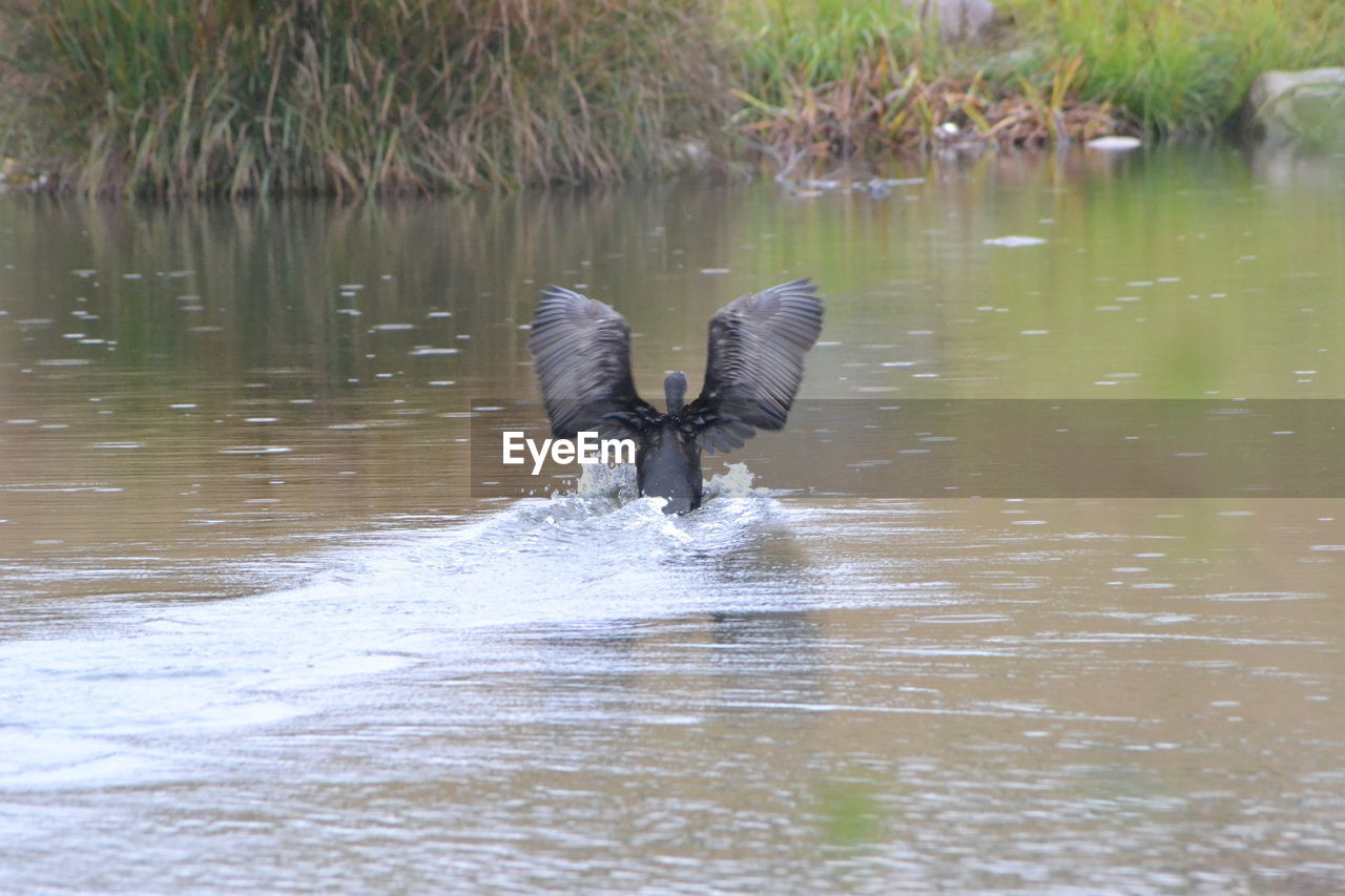 BIRD IN LAKE