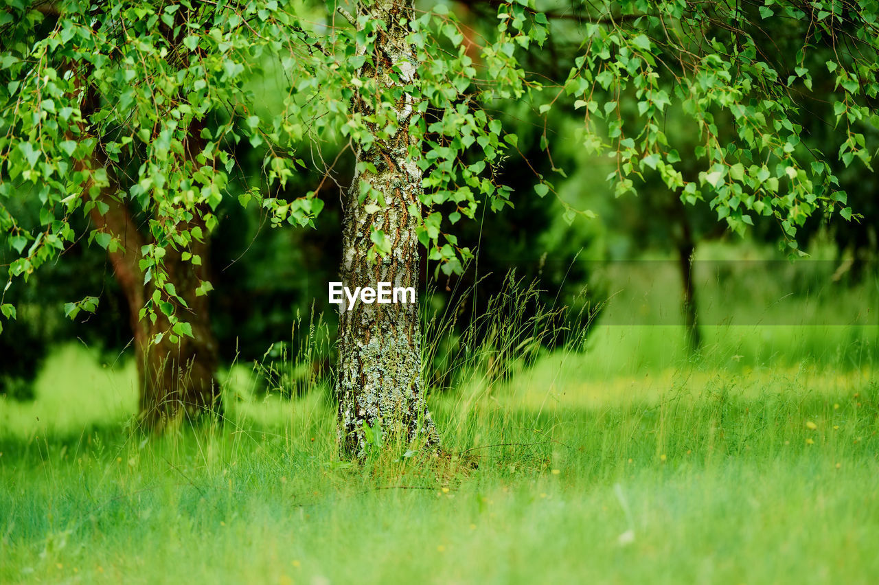 Birch tree growing on the meadow