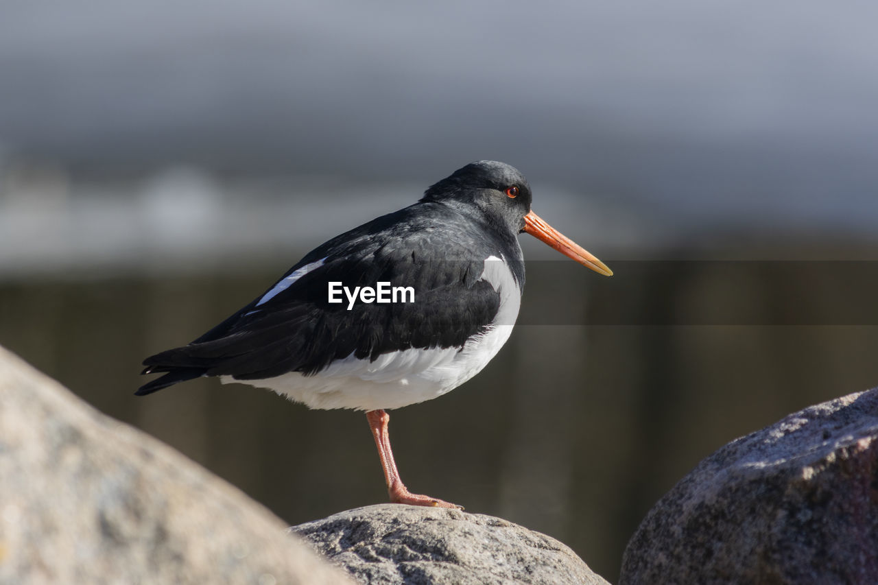 close-up of bird perching on rock against clear sky