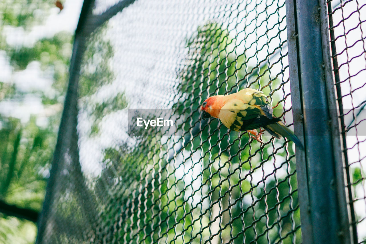 CLOSE-UP OF PARROT IN CAGE ON FENCE