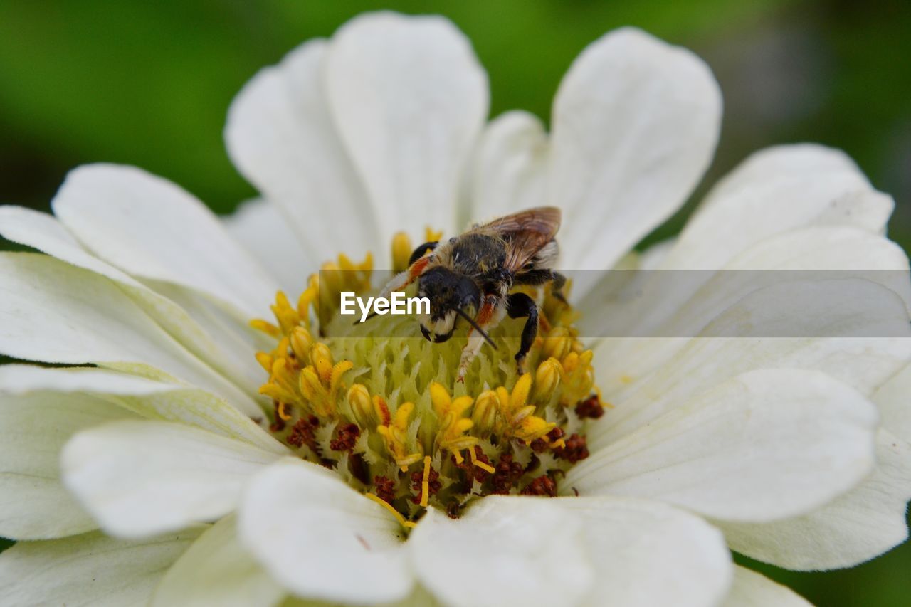 Male leafcutter bee