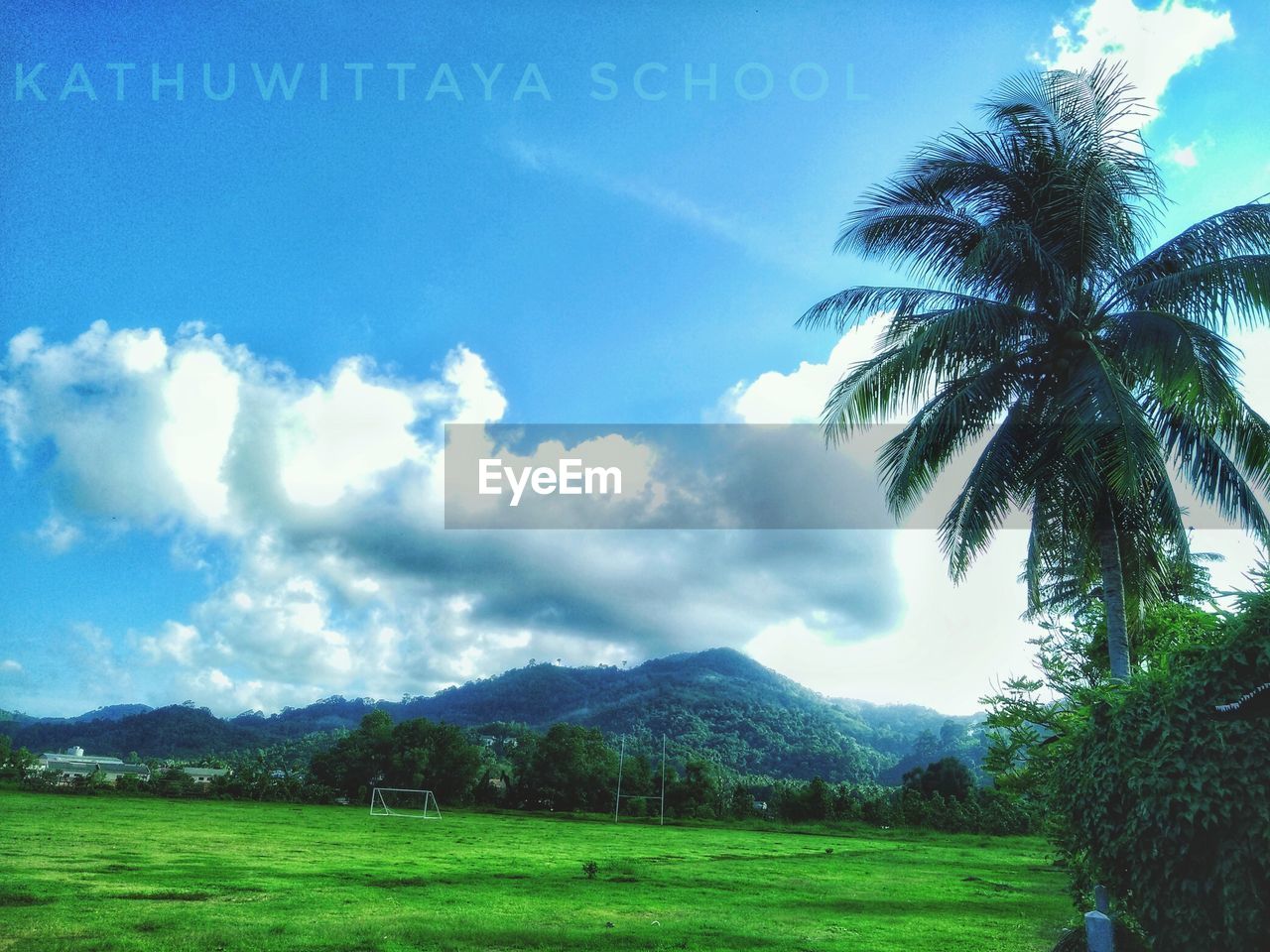 SCENIC VIEW OF PALM TREES AGAINST SKY