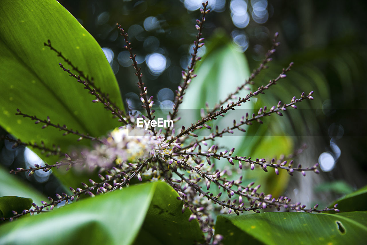 Close-up of flower tree