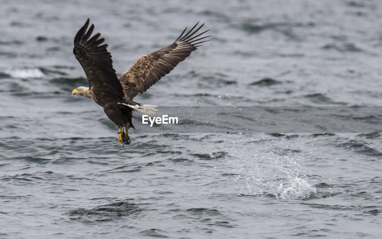 Sea eagle flying over sea