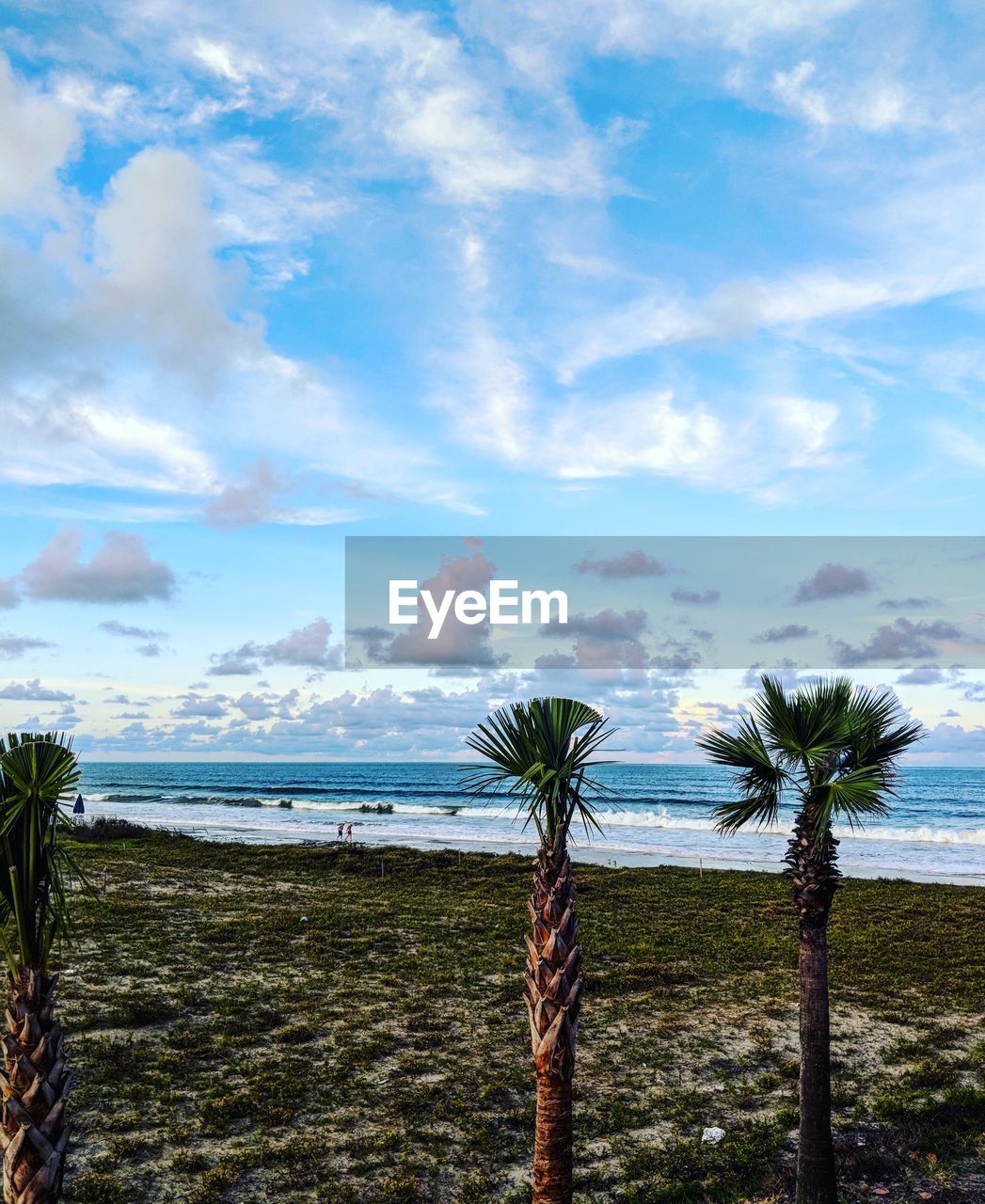 PLANTS GROWING ON BEACH AGAINST SKY