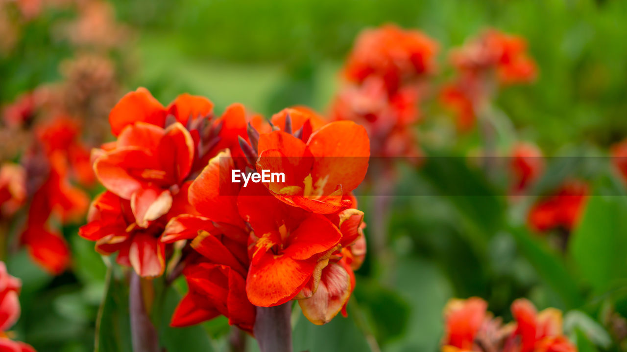 Close-up of red flowering plant