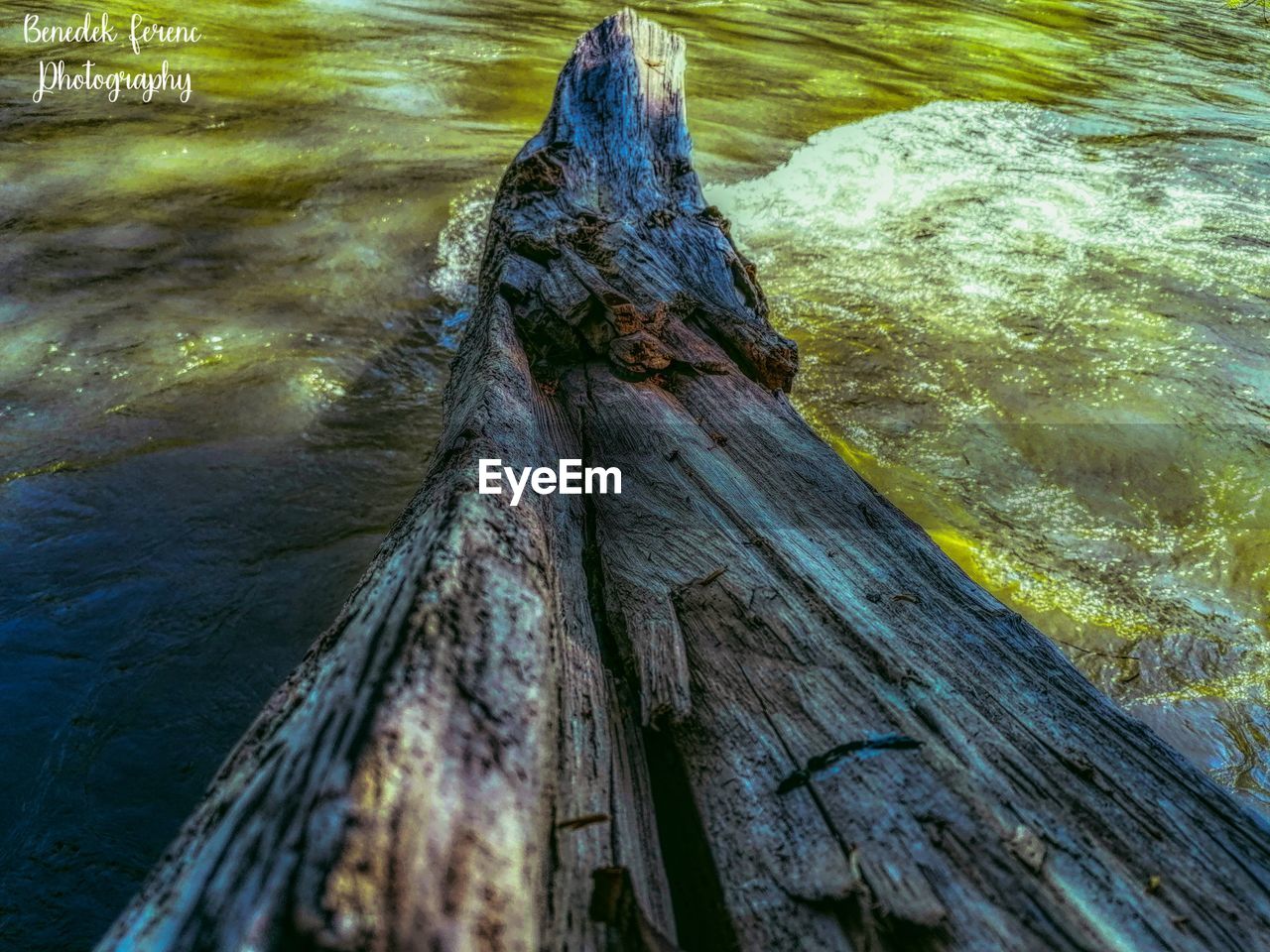 CLOSE-UP OF DRIFTWOOD IN TREE