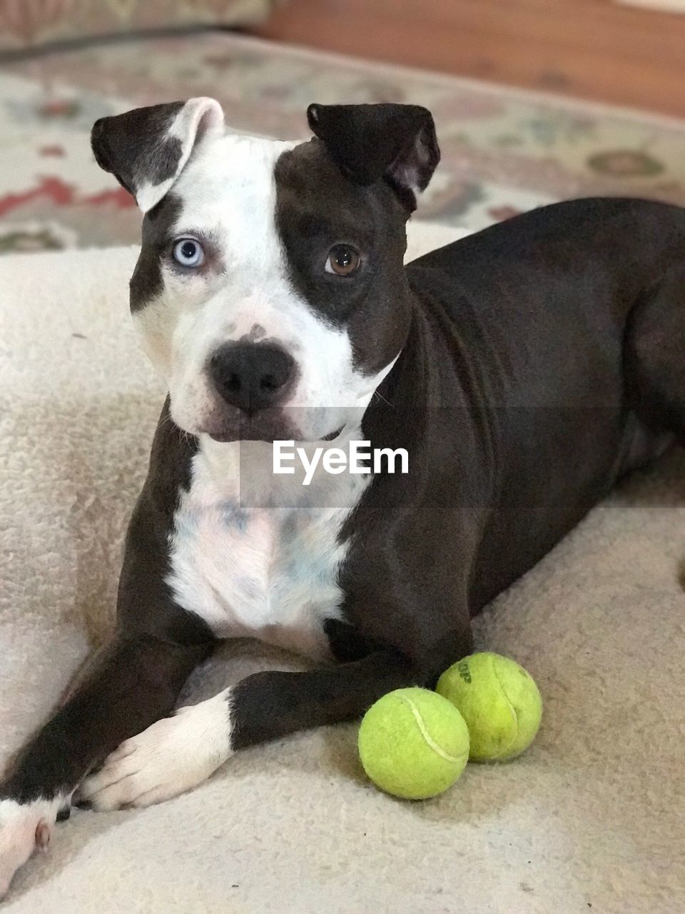 CLOSE-UP PORTRAIT OF DOG ON FLOOR