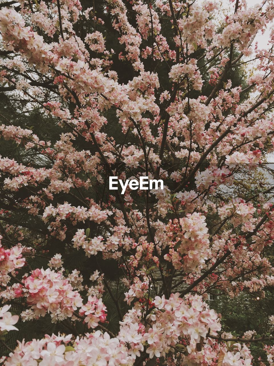 Low angle view of apple blossoms in spring