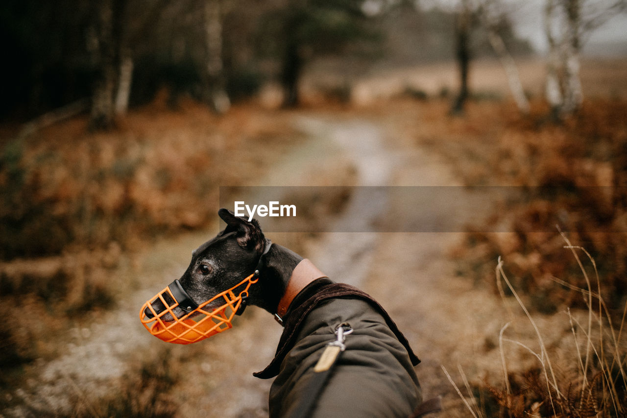 Low angle view of  greyhound dog wearing a muzzle standing on field