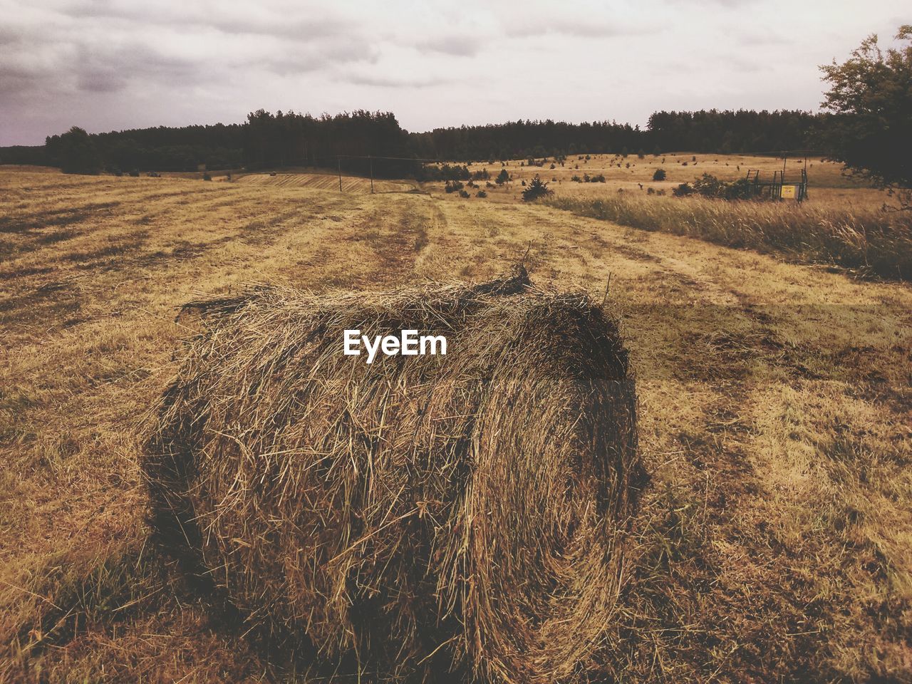 HAY BALES IN FIELD