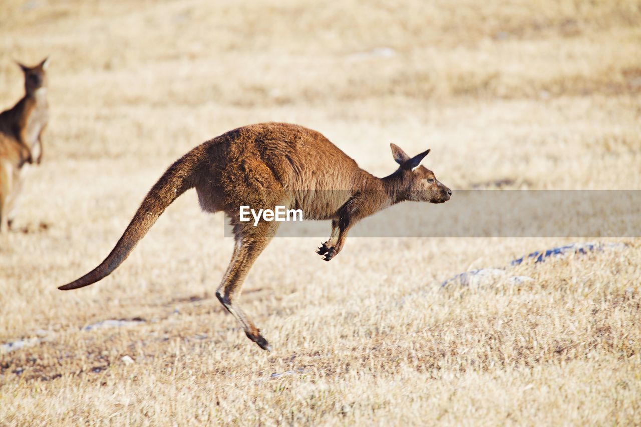 Kangaroo jumping from left to right