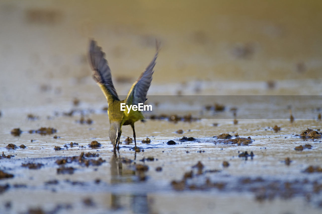 The western yellow wagtail, motacilla flava hunting on marsh