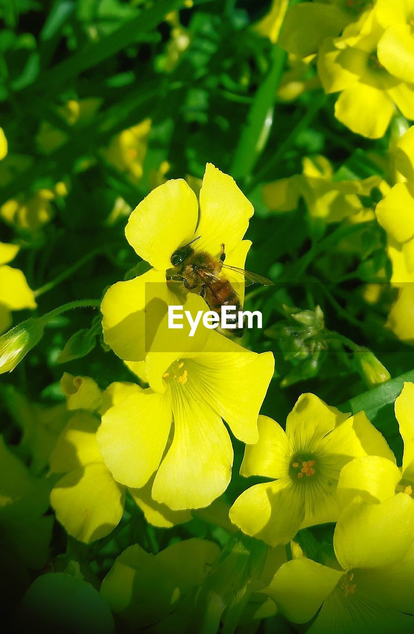 Close-up of yellow flowers