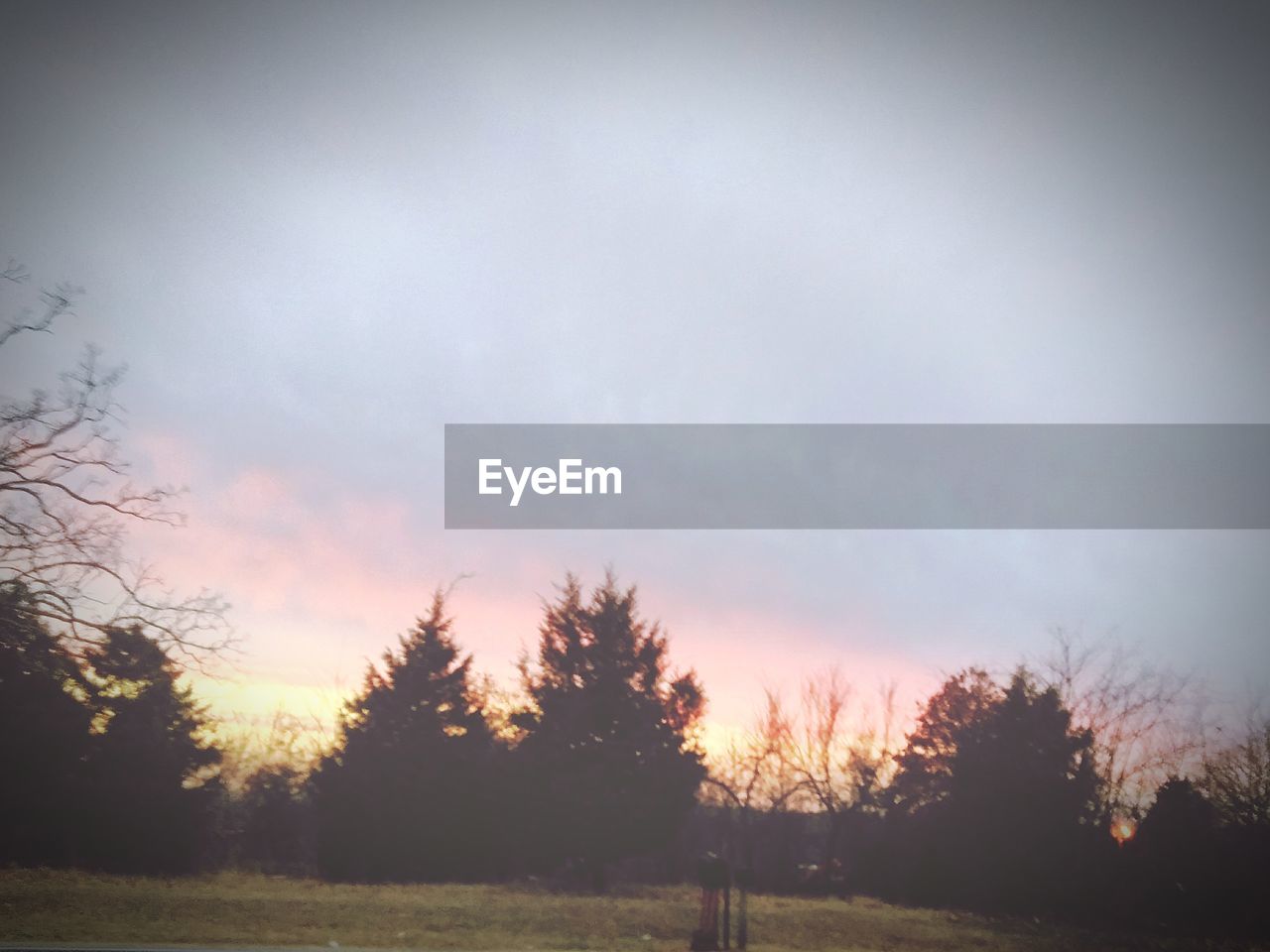 TREES GROWING ON FIELD AGAINST SKY DURING SUNSET