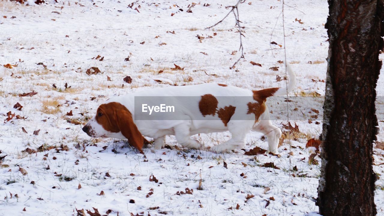 Basset hound walking on snow covered field