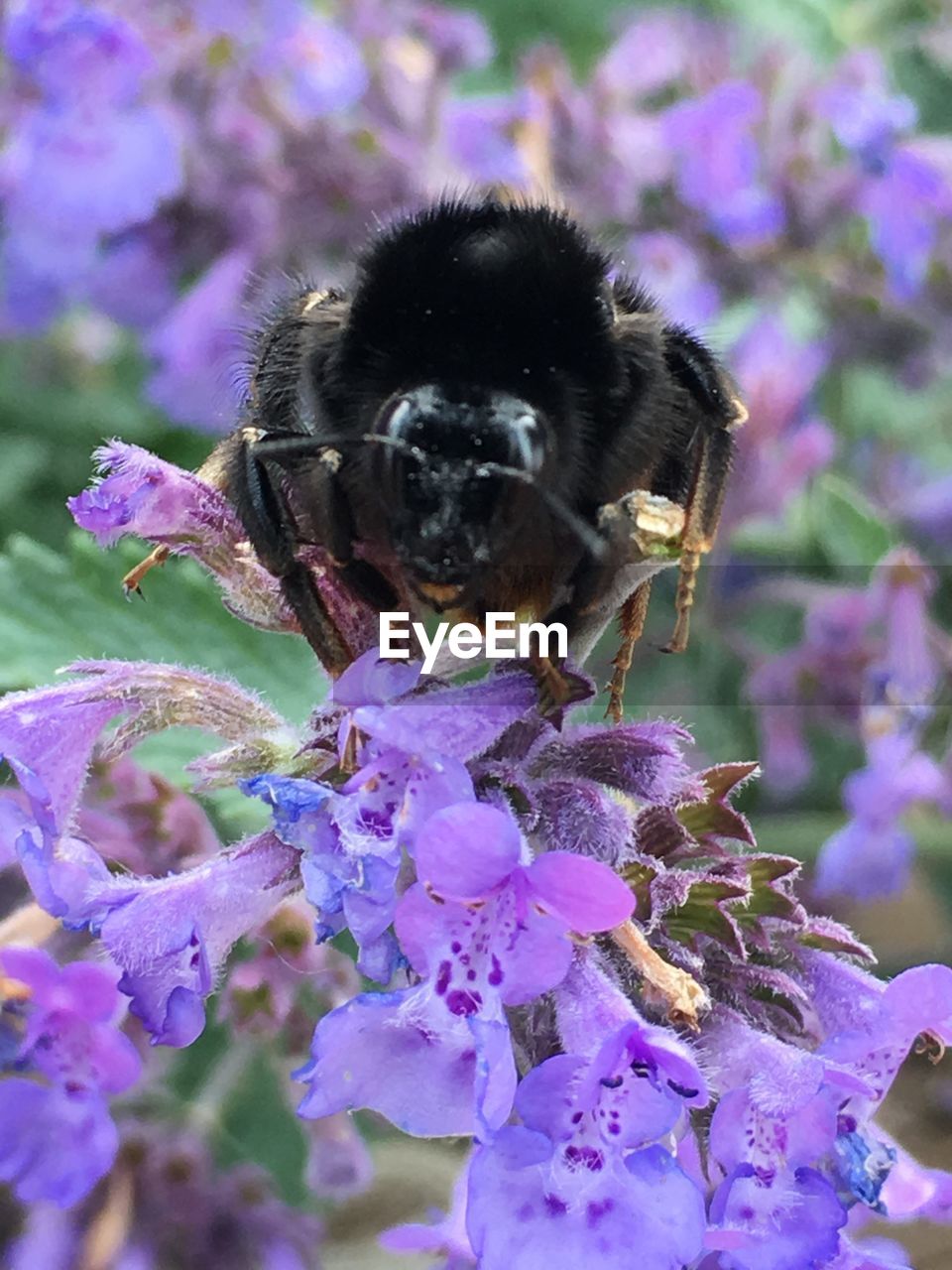 Close-up of honey bee on purple flowers