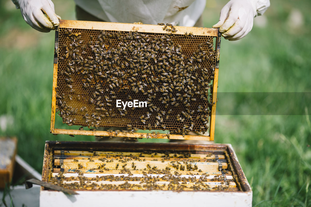 Beekeeper holding bees and honeycomb